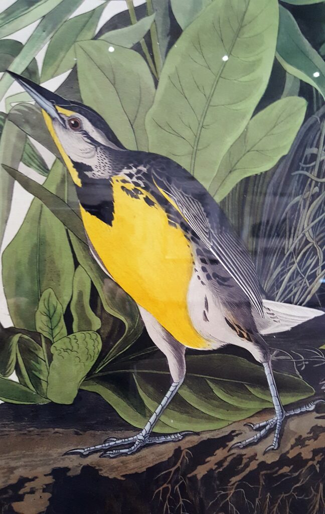 Detail of Audubon’s “Meadow Lark.”