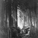 drawing California Redwoods