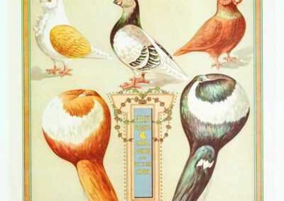 Splendid Poultry Show, 1909 poster